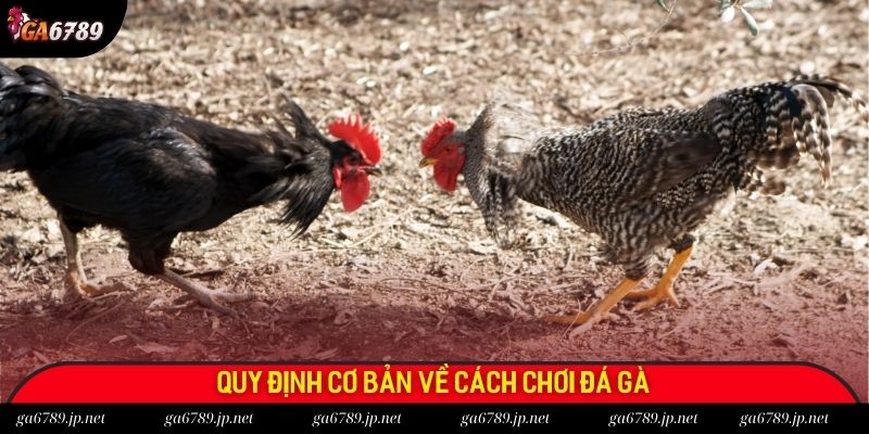 Quy định cơ bản về cách chơi đá gà