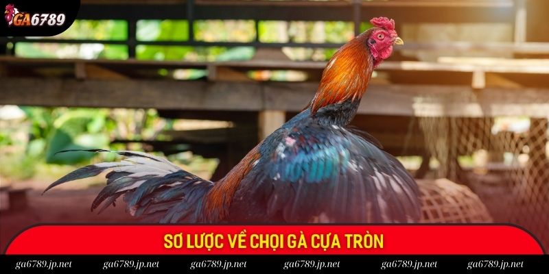 Sơ lược về chọi gà cựa tròn