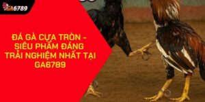 Đá gà cựa tròn