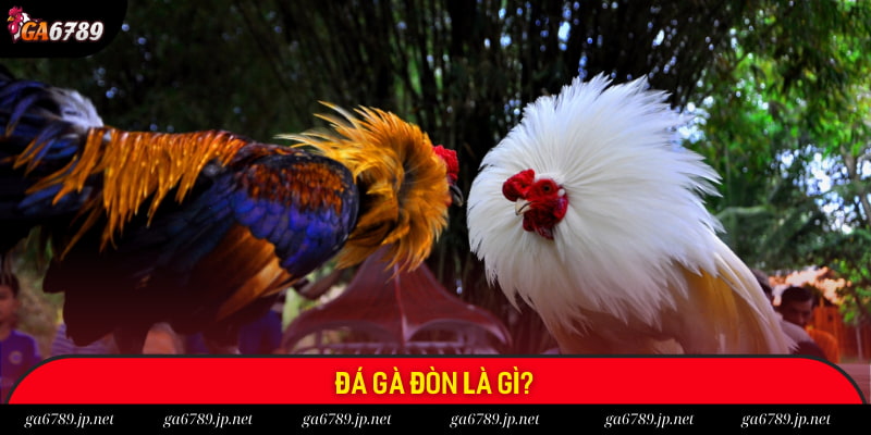 Đôi nét về siêu phẩm đá gà đòn tại Ga6789 Đôi nét về siêu phẩm đá gà đòn tại Ga6789