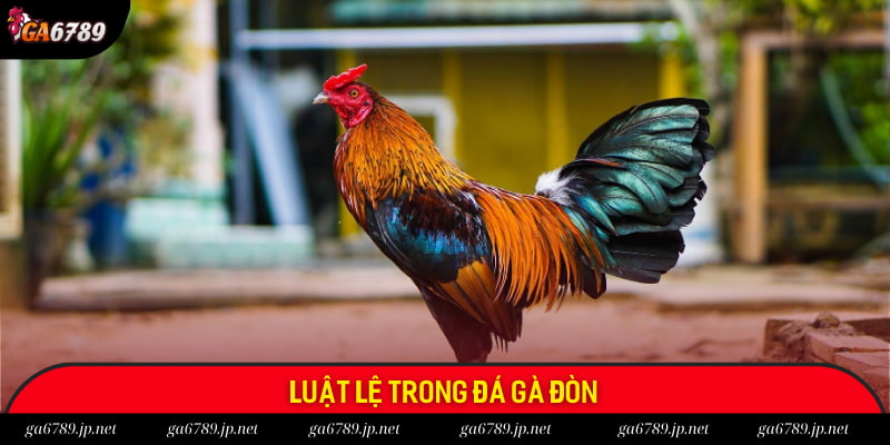 Quy định trong một trận chiến kê chọi đòn Quy định trong một trận chiến kê chọi đòn