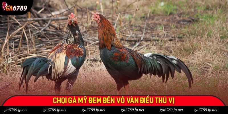 Chọi gà Mỹ đem đến vô vàn điều thú vị