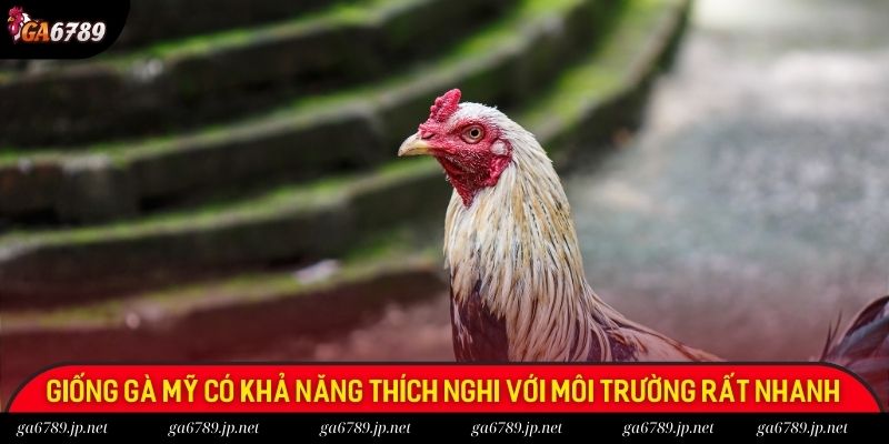 Giống gà mỹ có khả năng thích nghi với môi trường rất nhanh