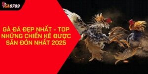 Gà đá đẹp nhất