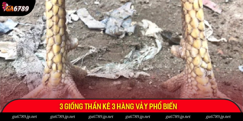 3 giống thần kê 3 hàng vảy phổ biến 3 giống thần kê 3 hàng vảy phổ biến