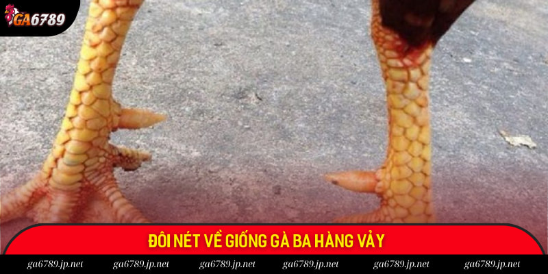 Đôi nét về giống gà ba hàng vảy Đôi nét về giống gà ba hàng vảy