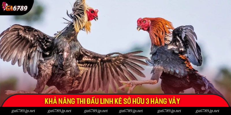 Khả năng thi đấu linh kê sở hữu 3 hàng vảy Khả năng thi đấu linh kê sở hữu 3 hàng vảy