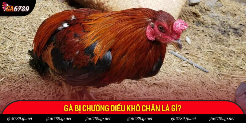 Đôi nét về gà bị chướng diều khô chân Đôi nét về gà bị chướng diều khô chân