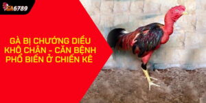 Gà bị chướng diều khô chân