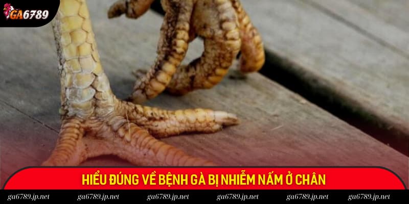 Hiểu khái niệm gà bị nấm chân là gì? Hiểu khái niệm gà bị nấm chân là gì?