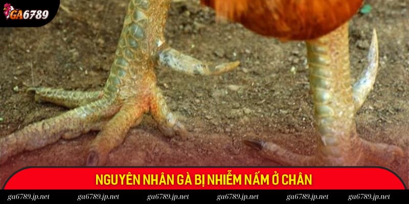 Nguyên nhân gà bị nhiễm nấm ở chân là gì? Nguyên nhân gà bị nhiễm nấm ở chân là gì?