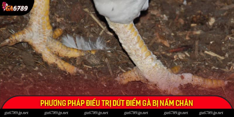 Phương pháp điều trị dứt điểm gà bị nấm chân theo chuyên gia Phương pháp điều trị dứt điểm gà bị nấm chân theo chuyên gia