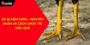 Gà bị nấm chân