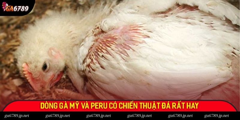 Dòng gà Mỹ và Peru có chiến thuật đá rất hay Dòng gà Mỹ và Peru có chiến thuật đá rất hay