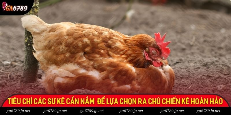 Tiêu chí mà các sư kê cần nắm rõ để lựa chọn ra chú chiến kê hoàn hảo nhất Tiêu chí mà các sư kê cần nắm rõ để lựa chọn ra chú chiến kê hoàn hảo nhất
