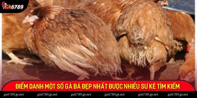 Điểm danh một số gà đá đẹp nhất được nhiều sư kê tìm kiếm Điểm danh một số gà đá đẹp nhất được nhiều sư kê tìm kiếm