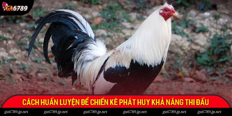 Cách huấn luyện để chiến kê phát huy khả năng thi đấu Cách huấn luyện để chiến kê phát huy khả năng thi đấu