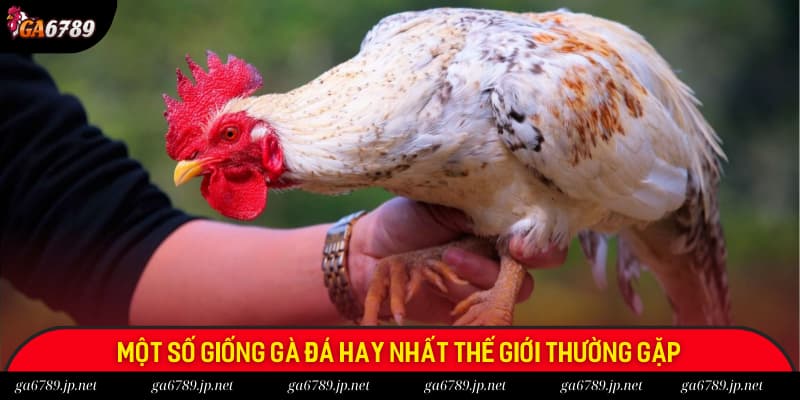 Các giống gà đá hay nhất thế giới trên thị trường hiện nay Các giống gà đá hay nhất thế giới trên thị trường hiện nay