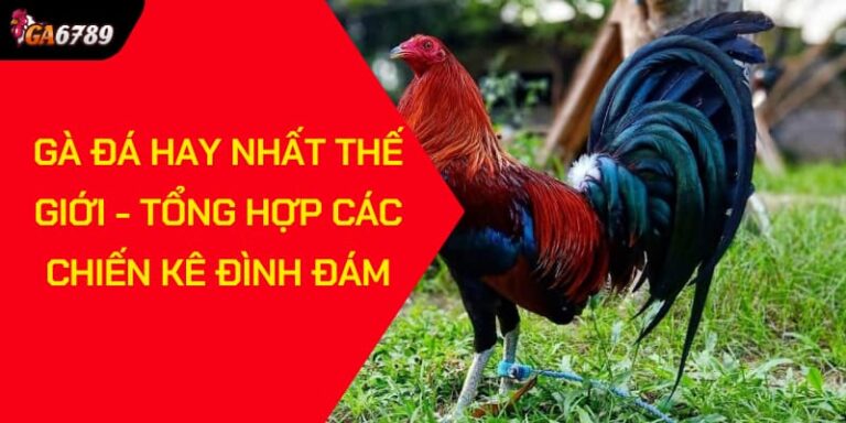 gà đá hay nhất thế giới