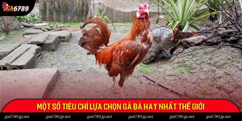 Một số tiêu chí lựa chọn gà đá hay nhất thế giới phổ biến Một số tiêu chí lựa chọn gà đá hay nhất thế giới phổ biến