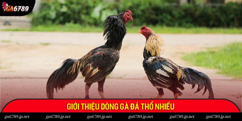 Hiểu rõ gà đá thổ nhiều là gì?