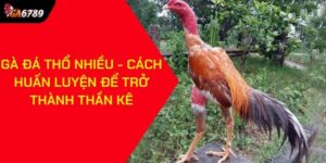 Gà đá thổ nhiều