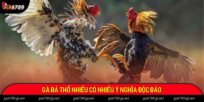 Gà đá thổ nhiều mang rất nhiều ý nghĩa độc đáo