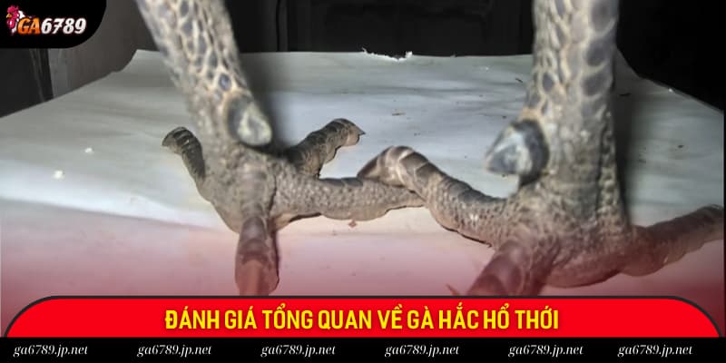 Đánh giá tổng quan về dòng gà theo chuyên gia