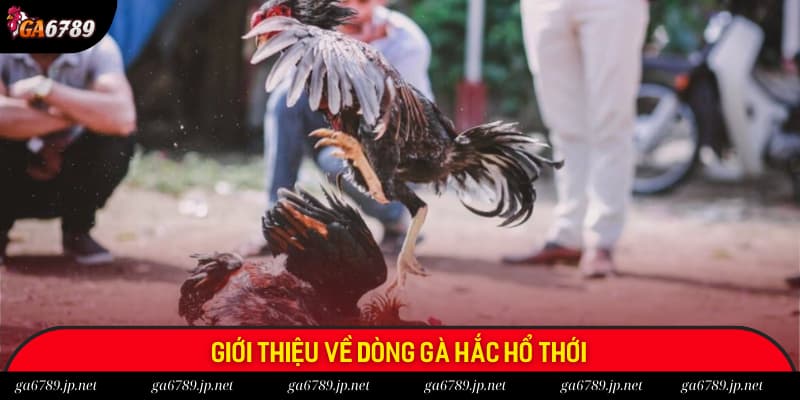Đôi nét khái quát về dòng gà Hắc Hổ Thới