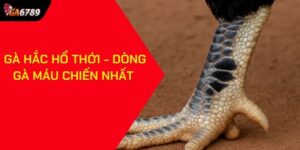 Gà Hắc Hổ Thới