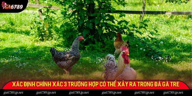 Gà Tre Đá - Bộ Môn Dân Gian Đình Đám Không Thể Bỏ Qua 1 Xác định chính xác 3 trường hợp có thể xảy ra trong đá gà tre