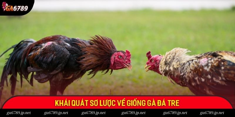Khái quát sơ lược về giống gà đá tre Khái quát sơ lược về giống gà đá tre