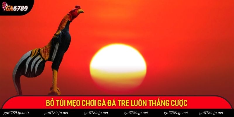 Gà Tre Đá - Bộ Môn Dân Gian Đình Đám Không Thể Bỏ Qua 2 Bỏ túi mẹo chơi gà đá tre luôn thắng cược