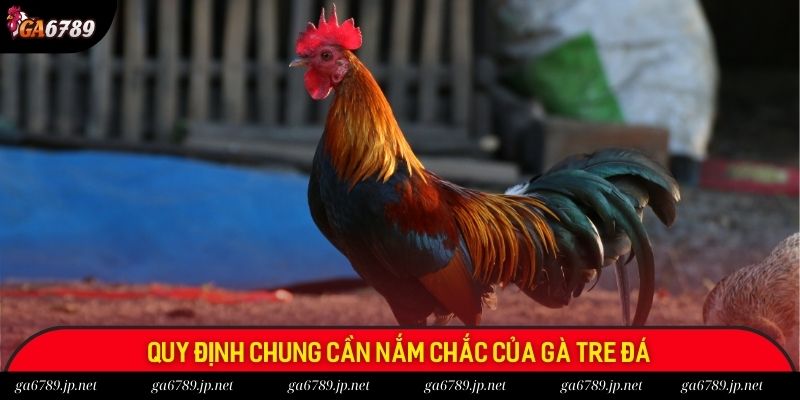 Quy định chung cần nắm chắc của gà tre đá Quy định chung cần nắm chắc của gà tre đá