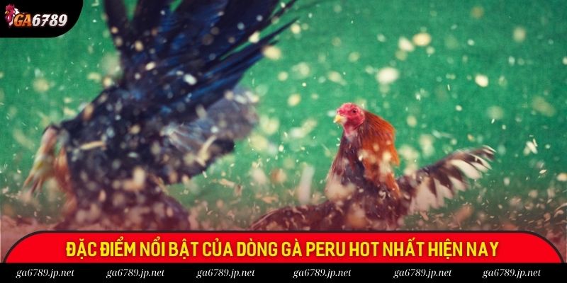Đặc điểm nổi bật của dòng gà Peru hot nhất hiện nay Đặc điểm nổi bật của dòng gà Peru hot nhất hiện nay