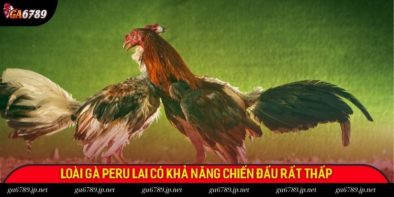 Loài gà Peru lai có khả năng chiến đấu rất thấp Loài gà Peru lai có khả năng chiến đấu rất thấp