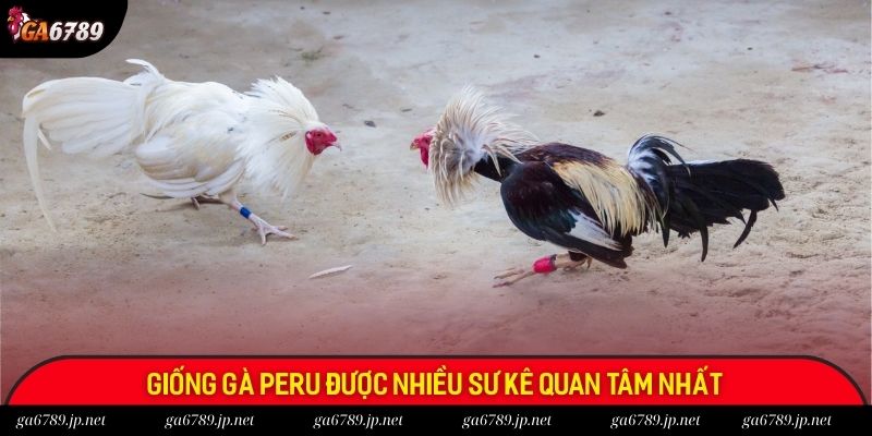 Giống gà Peru được nhiều sư kê quan tâm nhất Giống gà Peru được nhiều sư kê quan tâm nhất