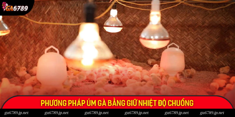 Phương pháp úm gà bằng giữ nhiệt độ chuồng