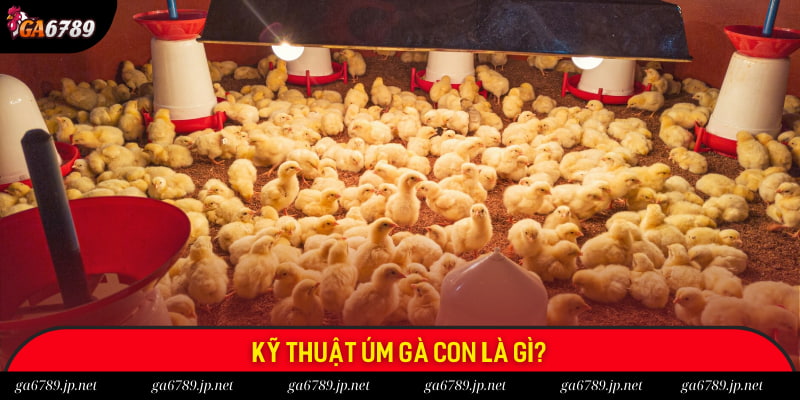 Kỹ thuật úm gà con là gì?