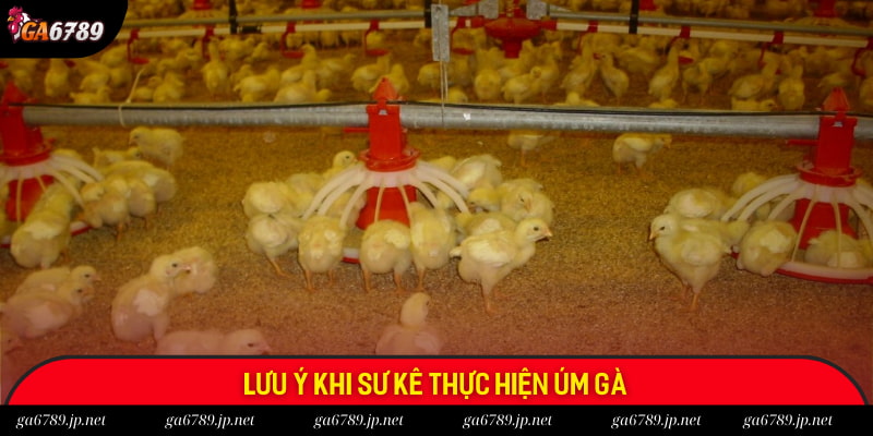 Lưu ý khi sư kê thực hiện úm gà