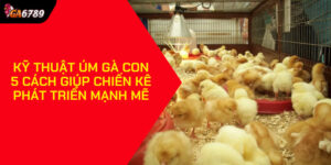 Kỹ thuật úm gà con