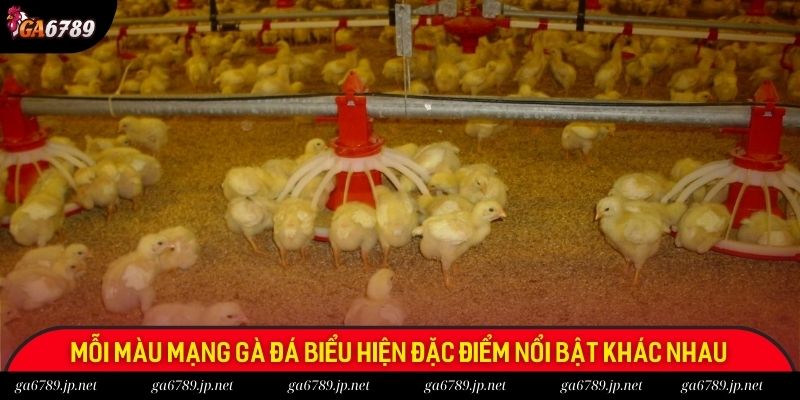 Màu Mạng Gà Đá - Tìm Hiểu Thông Tin Chuẩn Tại Ga6789 1 Mỗi màu mạng gà đá biểu hiện đặc điểm nổi bật khác nhau