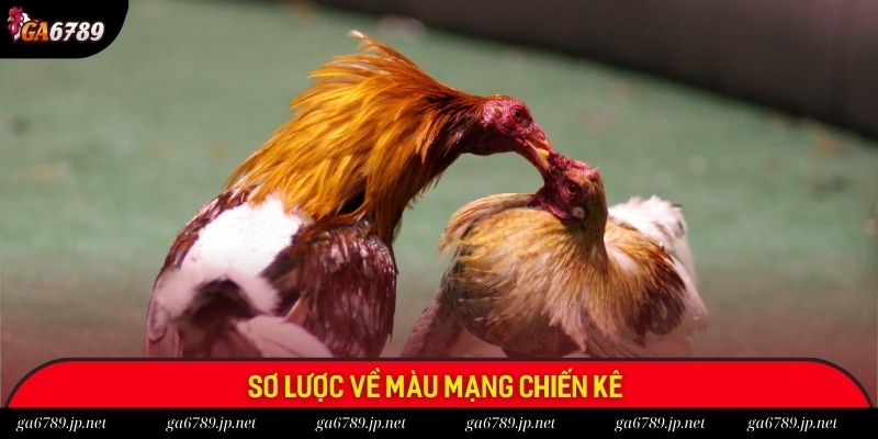Sơ lược về màu mạng chiến kê Sơ lược về màu mạng chiến kê