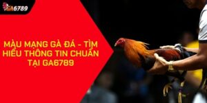 Màu mạng gà đá