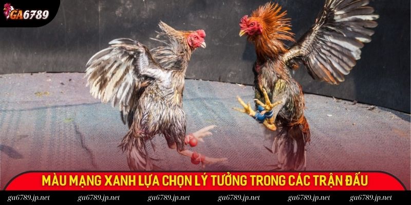 Màu mạng xanh lựa chọn lý tưởng trong các trận đấu Màu mạng xanh lựa chọn lý tưởng trong các trận đấu
