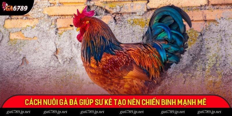 Cách nuôi gà đá giúp sư kê tạo nên chiến binh mạnh mẽ Cách nuôi gà đá giúp sư kê tạo nên chiến binh mạnh mẽ