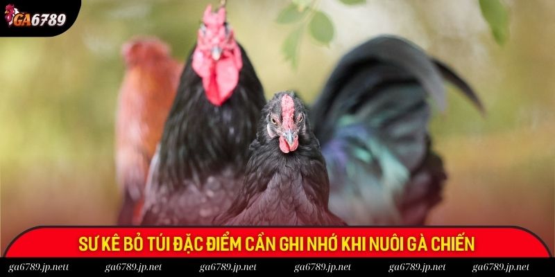 Sư kê bỏ túi đặc điểm cần ghi nhớ khi nuôi gà chiến Sư kê bỏ túi đặc điểm cần ghi nhớ khi nuôi gà chiến