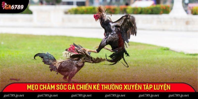 Mẹo chăm sóc gà chiến kê thường xuyên tập luyện Mẹo chăm sóc gà chiến kê thường xuyên tập luyện