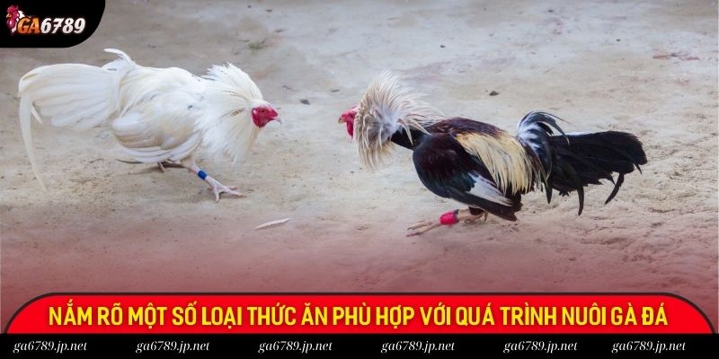 Nắm rõ một số loại thức ăn phù hợp với quá trình nuôi gà đá Nắm rõ một số loại thức ăn phù hợp với quá trình nuôi gà đá