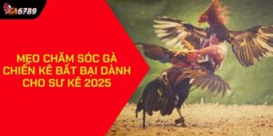 Mẹo chăm sóc gà chiến kê